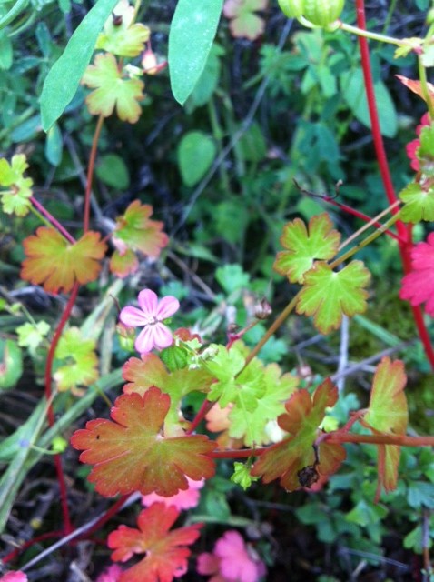 Geranium lucidum